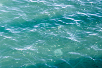 school of small fishes in the clear sea