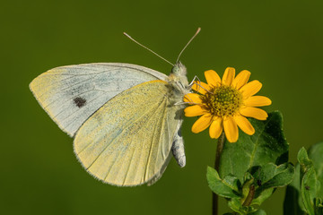 Small White - Pieris rapae, beautiful white butterfly from European meadows and grasslands, Zlin, Czech Republic.