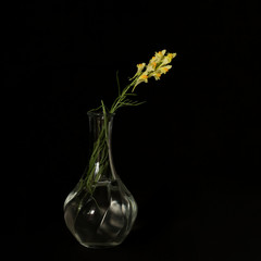 Linaria vulgaris on a black background