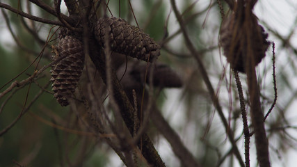 Obraz premium Pommes de pin fermement accrochées sur une branche de pin landais