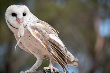 the barn owl is eating a rat
