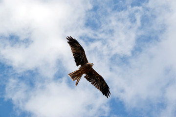 the black kite is soaring through the sky