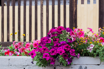 pink petunias and other flowers are blooming in the flower bed