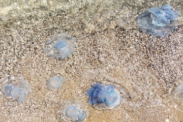 many cornerot jellyfish lie on the seashore after a storm. Bathing hazards