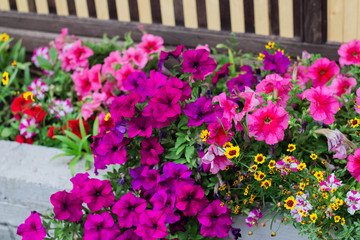 Fototapeta na wymiar pink petunias and other flowers are blooming in the flower bed
