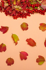 Autumn leaves and twigs with red viburnum berries on a  beige background