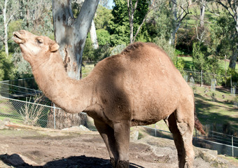 the dromedary camel is brown with one hump