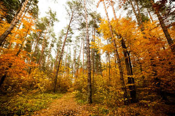 Beautiful light colored autumn forest