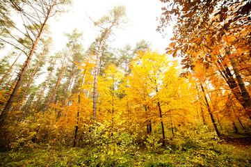 Beautiful light colored autumn forest