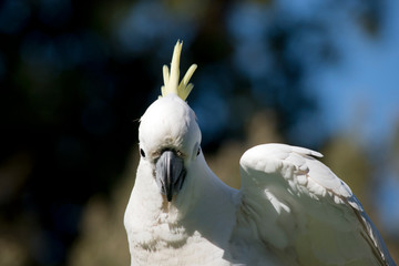 this is a close up of a Sulphur crested cockatoo