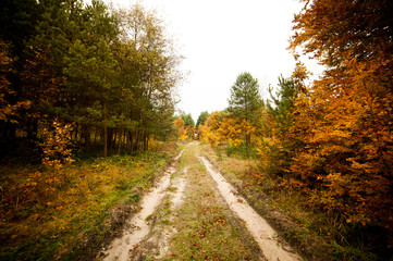 Dirt road through the colorful yellow autumn forest