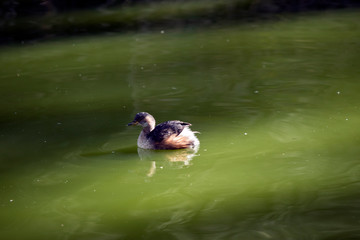 this is a side view of a small duck