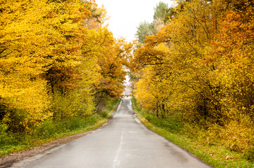 Asphalt road through the colored yellow autumn forest