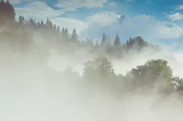 Zelfklevend Fotobehang Mistig bos Misty landscape with fir forest in hipster vintage retro style