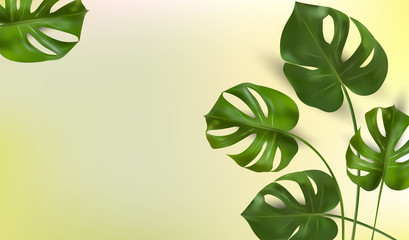 Fototapeta na wymiar Background of tropical leaves on a green background, tropical foliage monstera with split-leaf foliage that grows in the wild. Banner for botany elements, health cosmetic products. Vector.