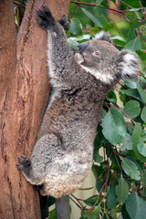 this is a 10 month old joey koala rescued from the bush fires on kangaroo island