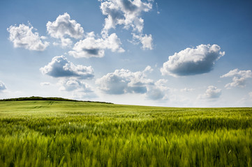 Field of green wheat and blue sky with clouds