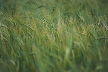 green wheat field