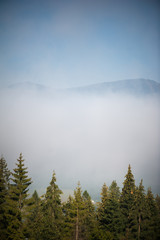 Coniferous forest high in the mountains behind the clouds