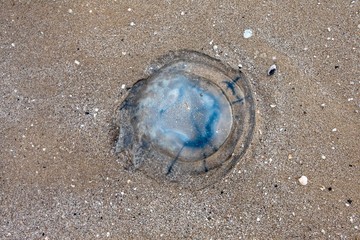 a huge beautiful jellyfish lies on the sand by the sea
