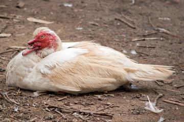 this is a side view of a muscovy duck