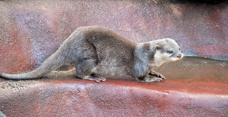 the otter has whiskers, a black nose and brown eyes