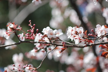 Cherry Blossoms