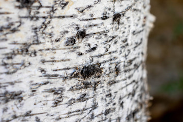 Black and white birch bark
