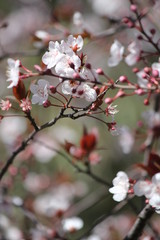 Cherry Blossoms