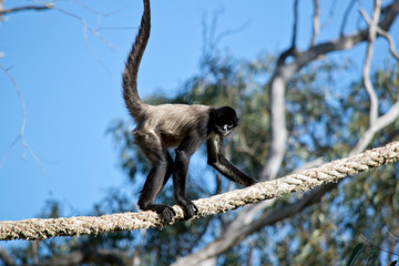 the spider monkey is climbing on a rope