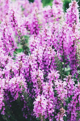 Obraz premium Purple flowers on a green background. Nature background