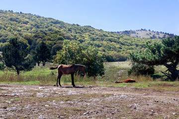 
Two brown horses on the plateau of Mount Ai-Petri in Crimea. One is grazing and the other horse is sleeping. Russia. Autumn