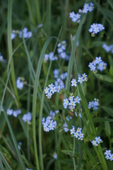 forget me not flowers