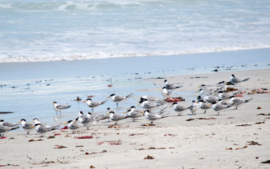 Fototapeta premium the flock of terns are on the beach