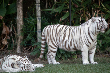 Fototapeta na wymiar two white tigers