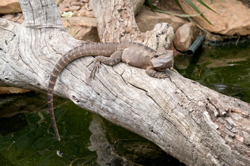 the water dragon is climbing up a piece of wood