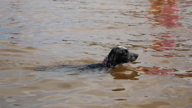 Dog Run Out Of Lake and Shake The Water Off in Slow Motion. Munsterlander