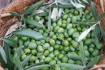 green olives freshly picked from the tree