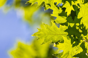 Vivid summertime background with vivid green leafs against blue sunny sky.