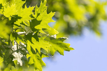 Vivid summertime background with vivid green leafs against blue sunny sky.