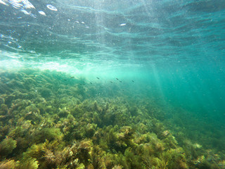 Underwater Black Sea algae  and tiny fish