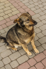 A homeless dog is sitting on the pavement