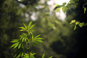 Openwork hemp branches in the sun.In the backlight, an attractive, popular plant.The sunbeam illuminated a huge leaf.