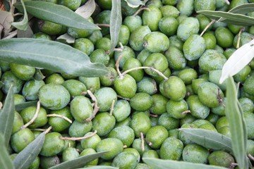 green olives freshly picked from the tree