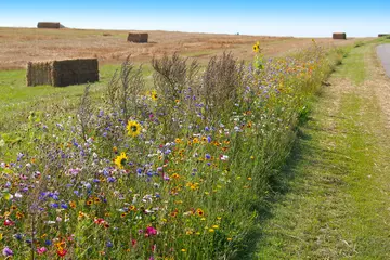 Keuken foto achterwand Weide Biodiversity conservation - wildflower borders along farm fields to support pollinators and other wildlife (Jutland, Denmark)