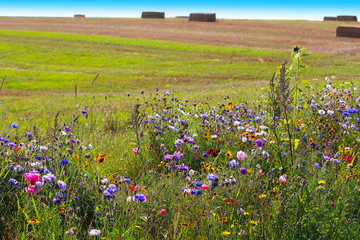 Biodiversity conservation - wildflower borders along farm fields to support pollinators and other wildlife (Jutland, Denmark) - 373902116
