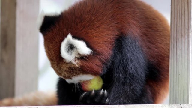 red chinese dwarf bear eating apple image footage video