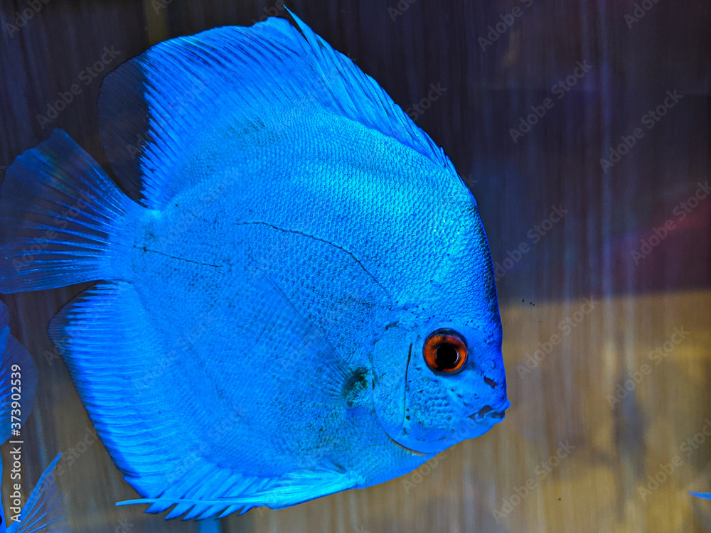 Sticker closeup of coral reef fish in an aquarium