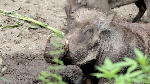 wild warthog pig boar digging in swamp video footage