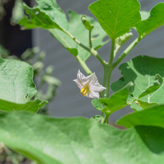 Shallow DOF blooming purple eggplant flowers at homegrown garden near Dallas, Texas, USA